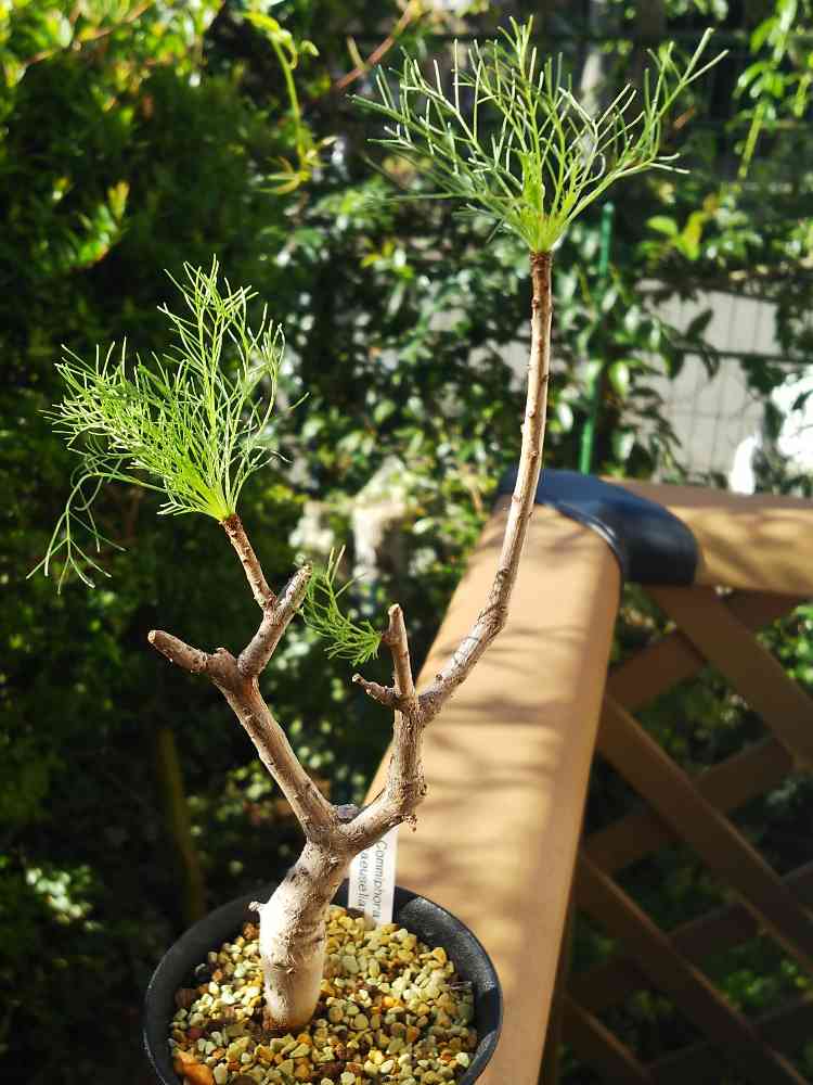 コミフォラ・クラウゼリアーナの一覧｜🍀GreenSnap（グリーンスナップ）