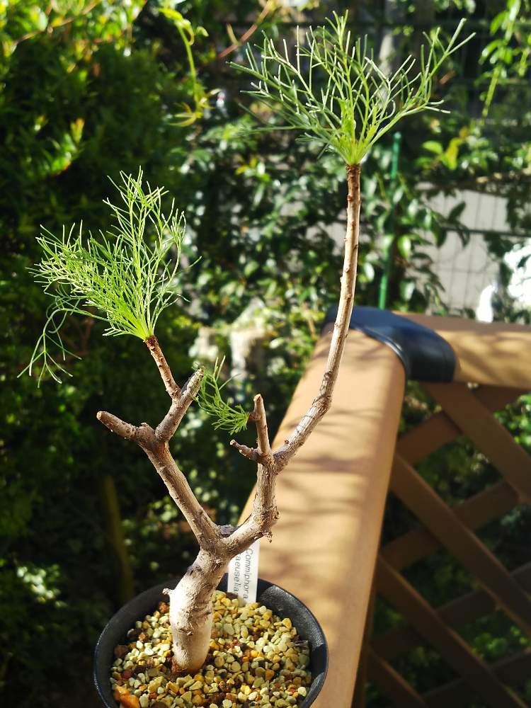 コミフォラ クラウセリアーナ クラウゼリアナ commiphora kraeuseliana