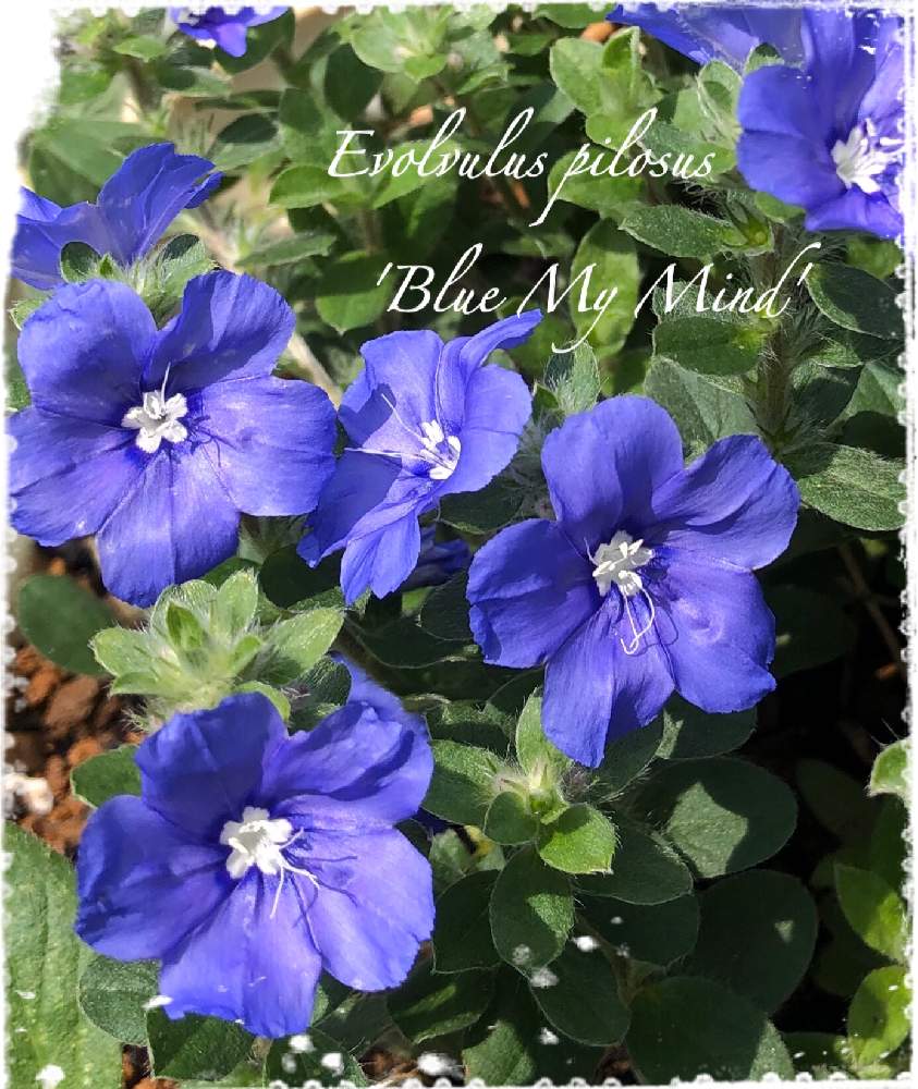 アメリカンブルーの投稿画像 By Rikkoさん エボルブルス ブルーマイマインドと2年目と青い花と夏の花とblue ﾟとガーデニングと花のある暮らし 19月9月7日 Greensnap グリーンスナップ