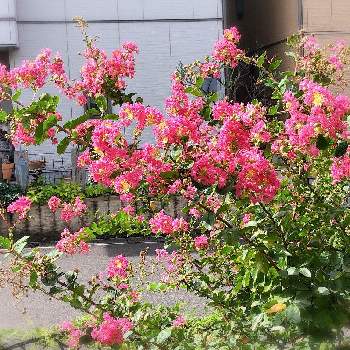サルスベリ 百日紅の画像 by sachiさん | 小さな庭と百日紅（サルスベリ)と花のある暮らしとサルスベリ 百日紅