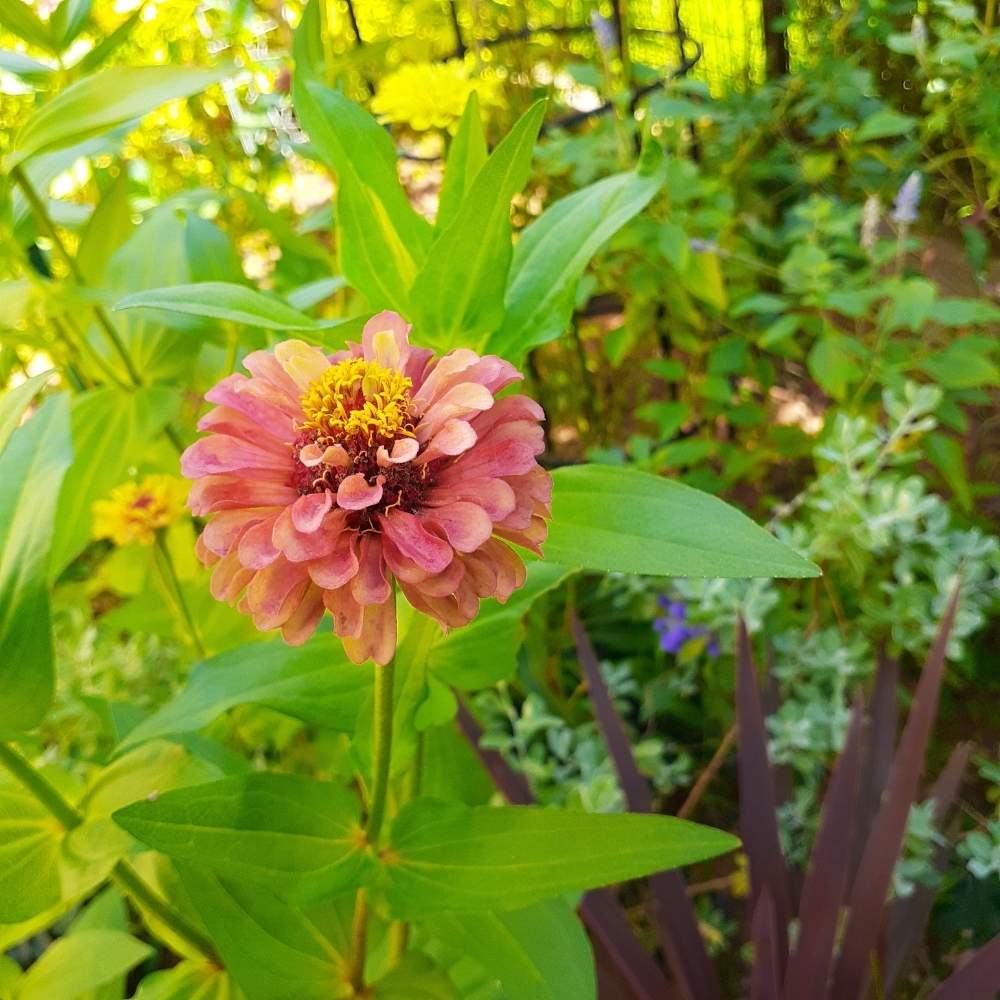 ジニアの投稿画像 By くろのわーるんさん ヒャクニチソウとジニア クイーンレッドライムと強い子 元気な子とタネまきっ子と夏の花と種まきから育てると花のある暮らしと一年草 19月9月7日 Greensnap グリーンスナップ