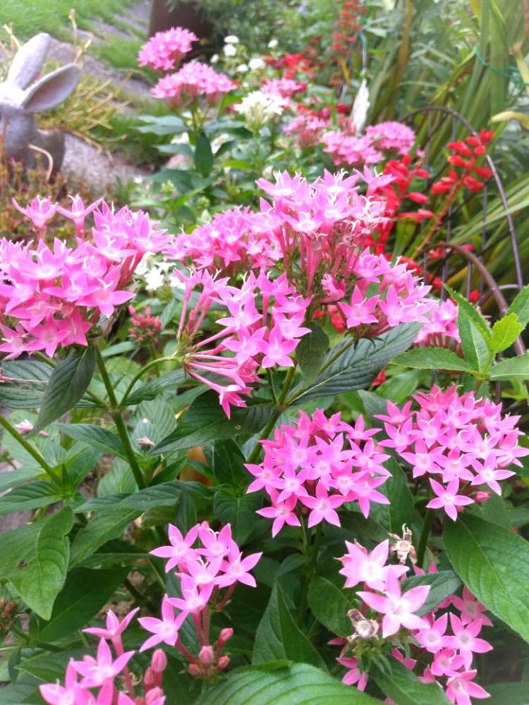 ペンタスの投稿画像 By ミキさん ピンクの花と星形のお花と花木と夏の花と星のかたちと庭木とガーデニングと地植え 19月9月7日 Greensnap グリーンスナップ
