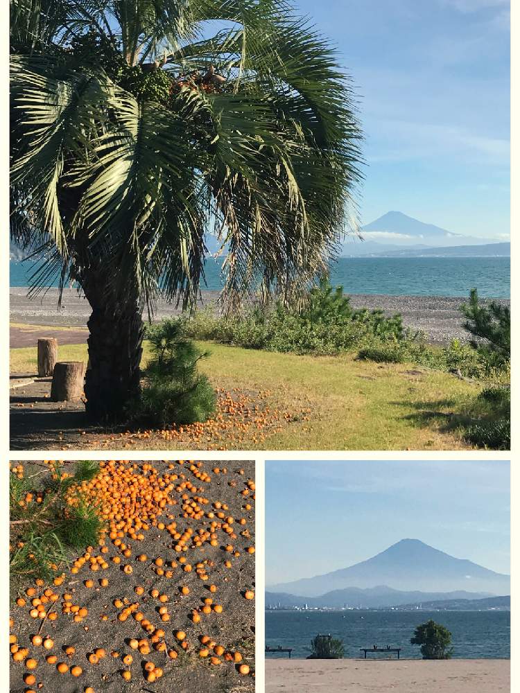 富士山の投稿画像 By ふくさん シュロとシュロの実と富士山としぞーか勢と植物探しウォーキング ランと有毒植物 19月9月7日 Greensnap グリーンスナップ