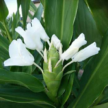 背の高い花か作物 の投稿画像一覧 Greensnap グリーンスナップ