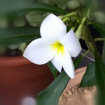南の国の花の投稿画像一覧 Greensnap グリーンスナップ