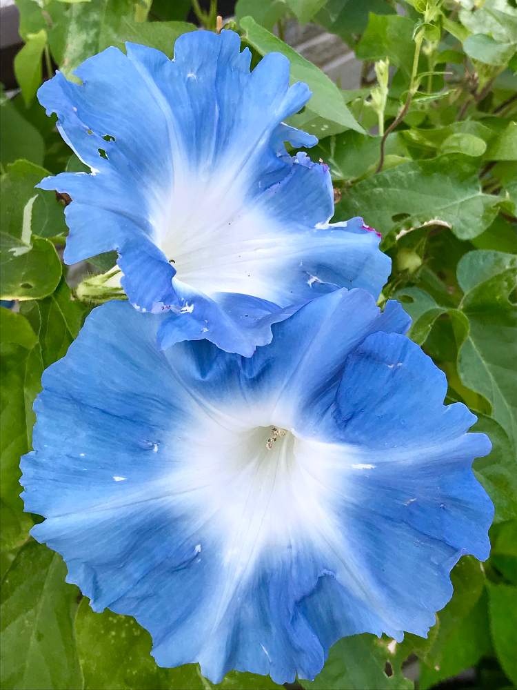 朝顔の投稿画像 By ひろちゃんさん 水月と夏の花と青い花と夏色と青い花マニア 19月9月8日 Greensnap グリーンスナップ
