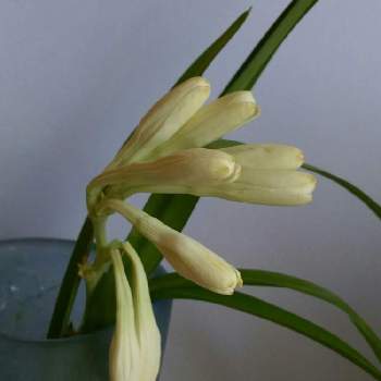 チューベローズ ダブルホワイトの投稿画像一覧 Greensnap グリーンスナップ