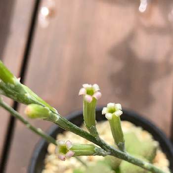 アドロミスクス ヘレー グリーンボールの投稿画像一覧 Greensnap グリーンスナップ