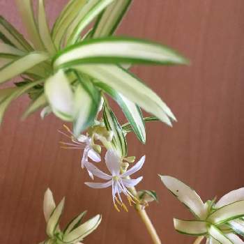 オリヅルラン 折鶴蘭 の育て方 植え替え時期や水やりの頻度は Greensnap グリーンスナップ