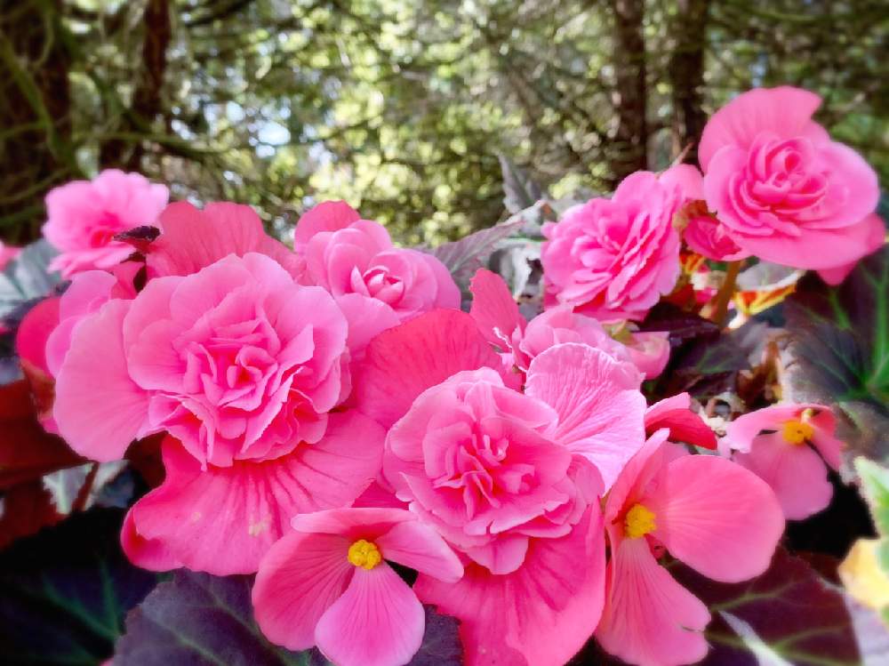 ベゴニアの投稿画像 By のりりんさん ピンクの花と可愛いお花とピンク ピンクと美しいと華やかな と花のある暮らしとベゴニア とうっとり 19月9月8日 Greensnap グリーンスナップ