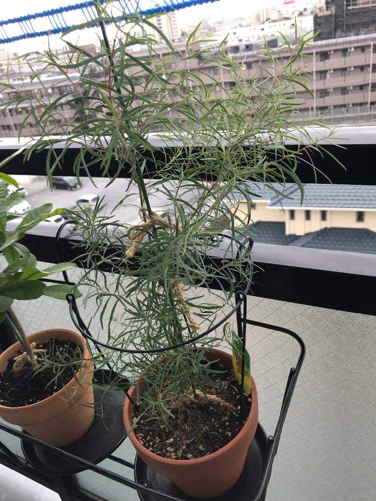 ユーカリ ニコル 大型の苗です - 植物/観葉植物