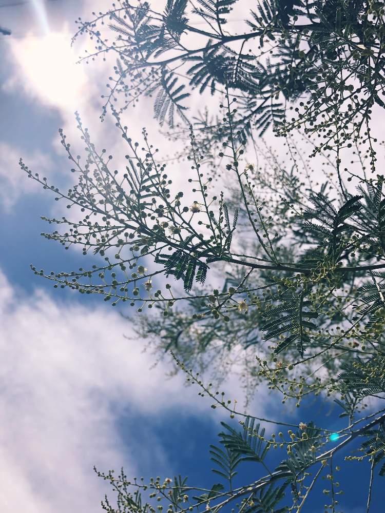 ミモザの投稿画像 By Xxx Kyoko Xxxさん 生花と四季咲きとガーデニングと花のある暮らしとお花のある生活とお花とお花好きの人と繋がりたいと アカシア デアネイ 19月9月8日 Greensnap グリーンスナップ