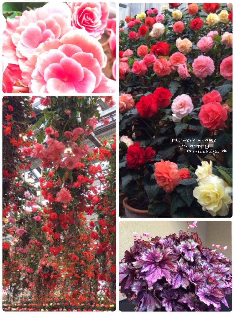 色とりどりの投稿画像 By さくら餅子さん カラフルと花言葉とおでかけ先と今日の花とベゴニア と外出先 19月9月8日 Greensnap グリーンスナップ