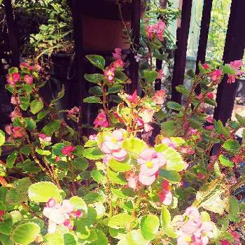 ナツ☀️ナツ☀️ナツの画像 by ブーケさん | バルコニー/ベランダとベゴニアと放置栽培とピンク❤︎ピンクと夏の花とベランダガーデンとガーデニングと花のある暮らしといやされると小さな花とナツ☀️ナツ☀️ナツ