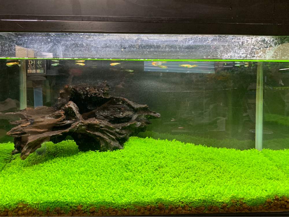 コダワリ03 緑の絨毯 レイアウト水槽 aquatic plants 水草 ペット用品 
