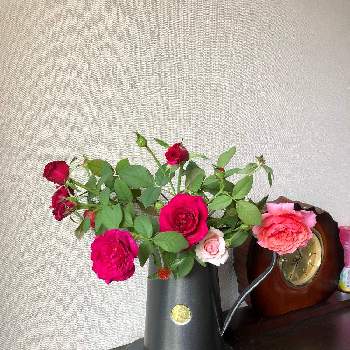 バラ・ラデュレの画像 by のりこさん | 玄関とアブラハムダービーとゲーテローズとバラ・ラデュレと花のある暮らしとばら バラ 薔薇とバラ・ミニバラ
