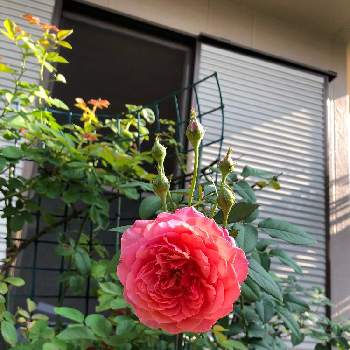 バラ・ラデュレの画像 by のりこさん | 小さな庭とバラ・ラデュレと花のある暮らしとバラ・ミニバラとばら バラ 薔薇