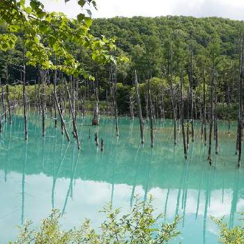池のある風景の画像 by ゆふさん | お出かけ先とお散歩と北海道と池のある風景