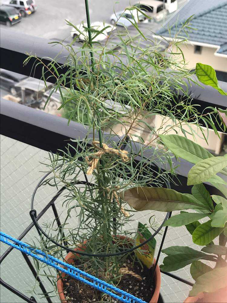 ユーカリ ニコル 大型の苗です - 植物/観葉植物