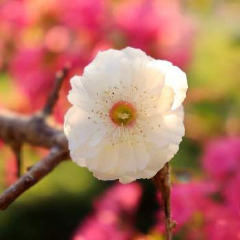 梅の花＊の画像 by yamatotoさん | 小さな庭と梅の花＊とびっくり❗️と花のある暮らしと狂い咲き⁉️とチーム福岡と暑さのせい？
