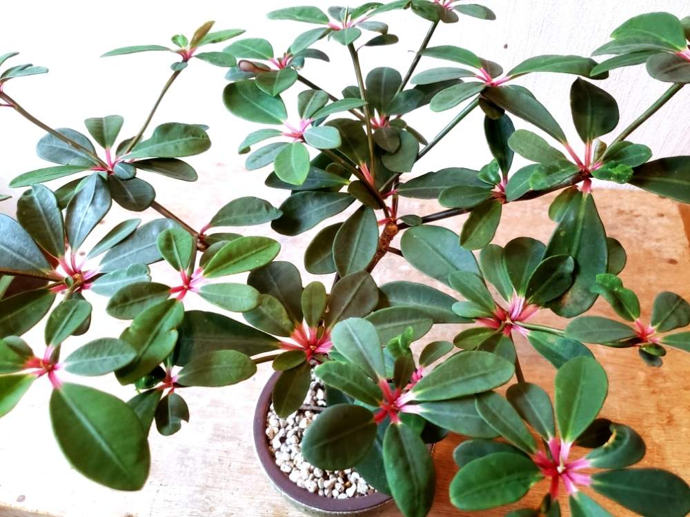 ユーフォルビア ボンゴラベンシスの投稿画像 By Sepia さん 多肉植物とユーフォルビア属 と珍奇植物とユーフォルビアとビザールプランツと多肉植物とユーフォルビア属 と珍奇植物とユーフォルビアとビザールプランツ 19月9月8日 Greensnap グリーンスナップ