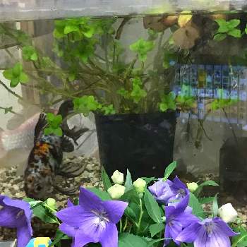 金魚の水槽の投稿画像一覧 Greensnap グリーンスナップ