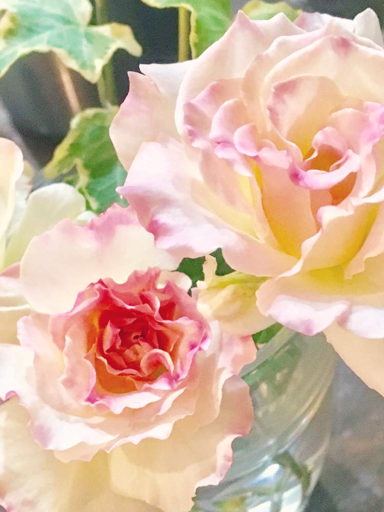 ピンク ピンクの投稿画像 By Mimiさん 花瓶と花のある暮らしとマチルダ薔薇と白い花とばら 薔薇 バラとバラ マチルダ 19月9月8日 Greensnap グリーンスナップ