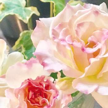 マチルダ薔薇の画像 by mimiさん | インテリアとピンク❤︎ピンクと花瓶と花のある暮らしとマチルダ薔薇と白い花とばら 薔薇 バラとバラ　マチルダ