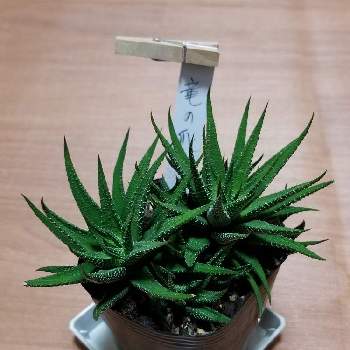 竜の爪の投稿画像一覧 Greensnap グリーンスナップ