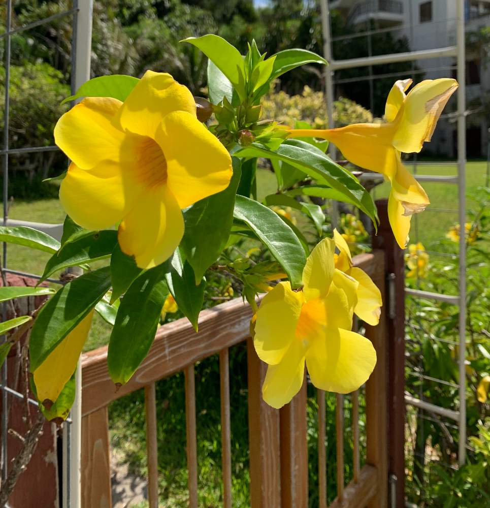 アリアケカズラの投稿画像 By Rienaさん 19月9月8日 Greensnap グリーンスナップ