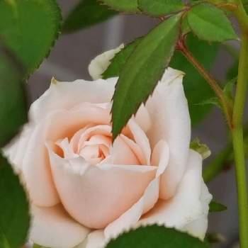 薔薇の初心者の画像 by takiさん | 小さな庭と薔薇好きと可愛いお花とミニバラ寄せ植えと鉢植えと薔薇の初心者と花のある暮らしと花が好きとミニ薔薇