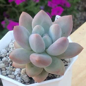 アマゾンの投稿画像一覧 greensnap グリーンスナップ