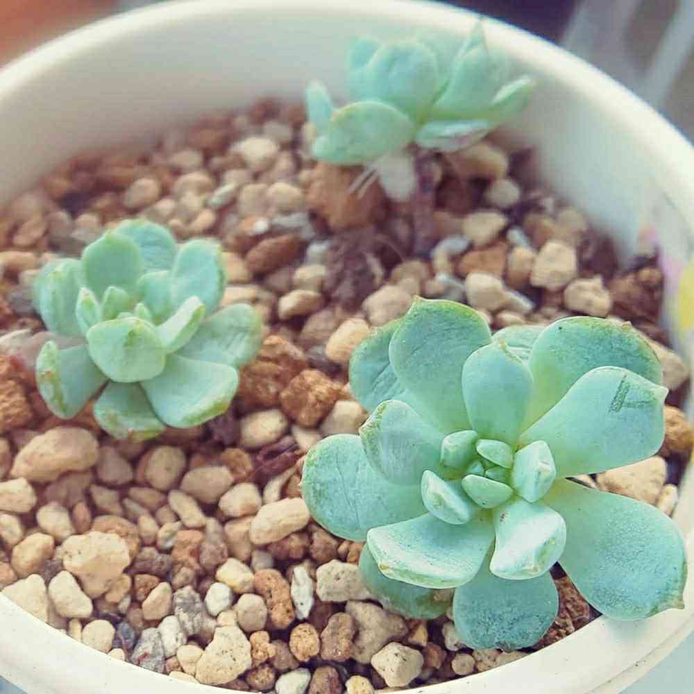 ラウイ×グロブローサの一覧｜🍀GreenSnap（グリーンスナップ）