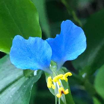 蛍草の投稿画像一覧 Greensnap グリーンスナップ