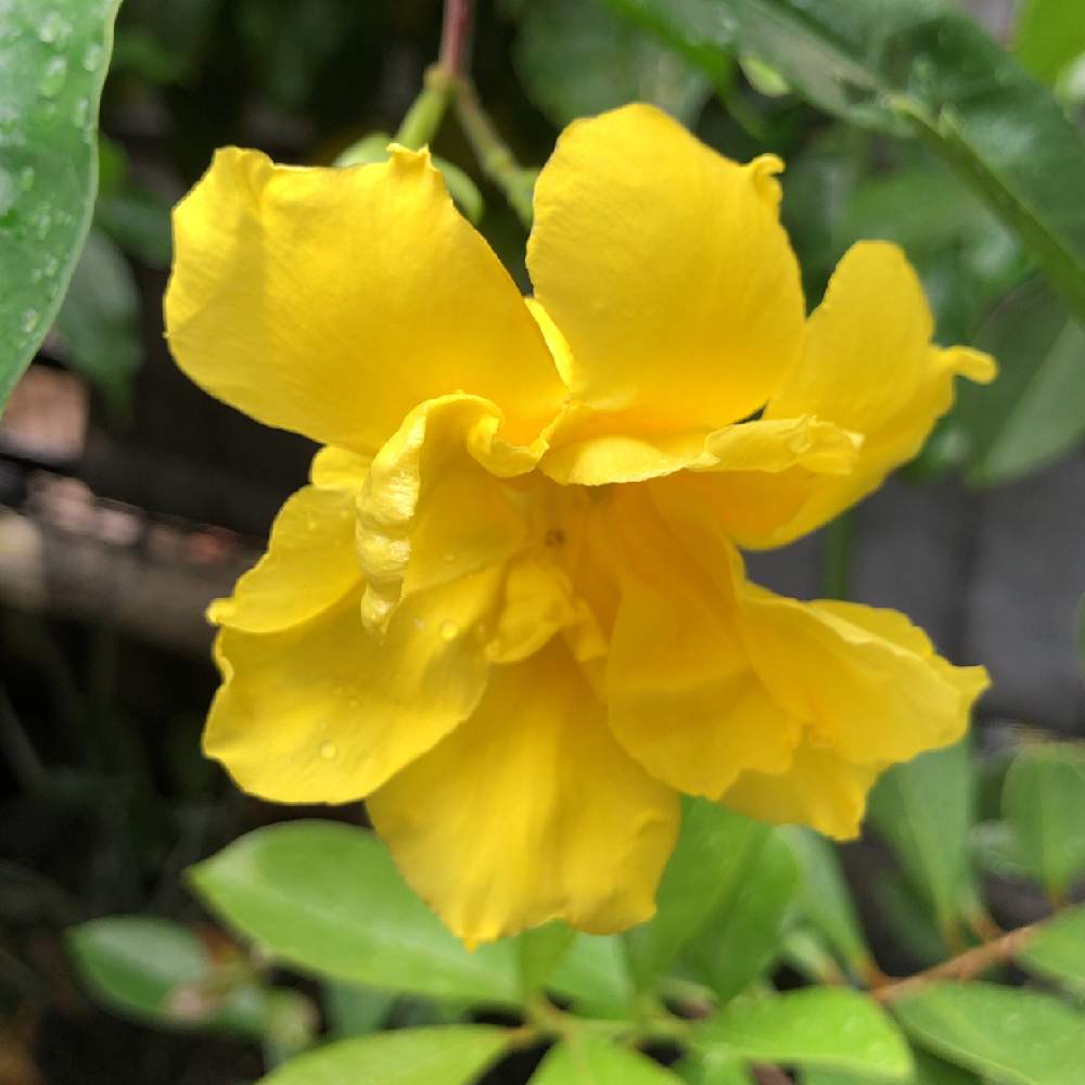 八重咲きアラマンダの投稿画像 By ぬうはパインさん 花のある暮らしとやんばる 19月9月9日 Greensnap グリーンスナップ