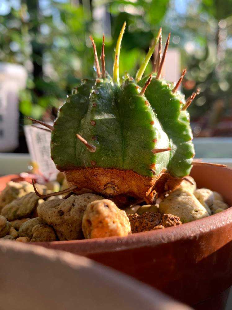 我が家のユーフォルビア🌵Part 2｜🍀GreenSnap（グリーンスナップ）