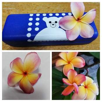 南の国の花の投稿画像一覧 Greensnap グリーンスナップ