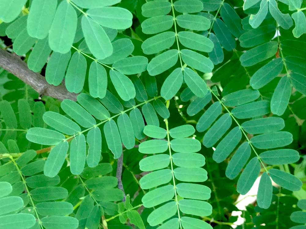 タマリンドの投稿画像 By ぽんさん 19月9月9日 Greensnap グリーンスナップ