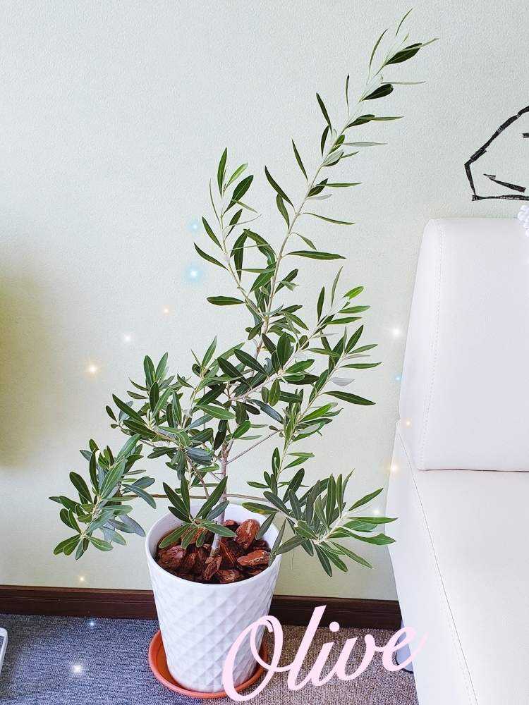 オリーブ成長過程19 Greensnap グリーンスナップ オリーブ成長過程19 Greensnap グリーンスナップ