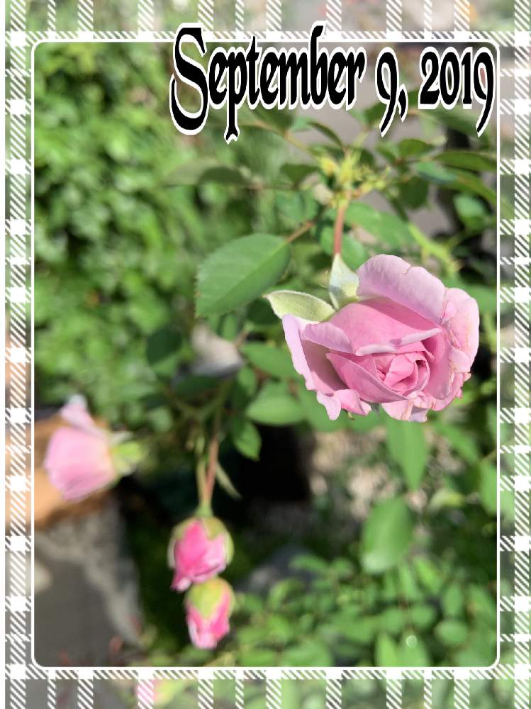 レイニーブルーの投稿画像 By もみじさん 幸せとばら バラ 薔薇と薔薇愛同盟とタンタウとつるバラとバラ の蕾と青薔薇と全部gsのせいだと小さな小さな庭と花のある暮らしとばら 薔薇 バラと三種の神器とオベリスク仕立てとバラのつぼみと薔薇の花 19月9月9日 レイニーブルーの投稿画像 By もみじさん 幸せとばら バラ 薔薇と薔薇愛同盟とタンタウとつるバラとバラ の蕾と青薔薇と全部gsのせいだと小さな小さな庭と花のある暮らしとばら 薔薇 バラと三種の神器とオベリスク仕立てとバラのつぼみと薔薇の花 19月9月9日