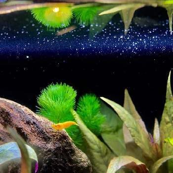 熱帯魚の庭のガーデニングの投稿画像一覧 Greensnap グリーンスナップ