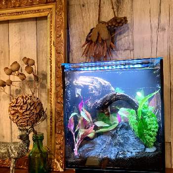 プチ熱帯魚の投稿画像一覧 Greensnap グリーンスナップ