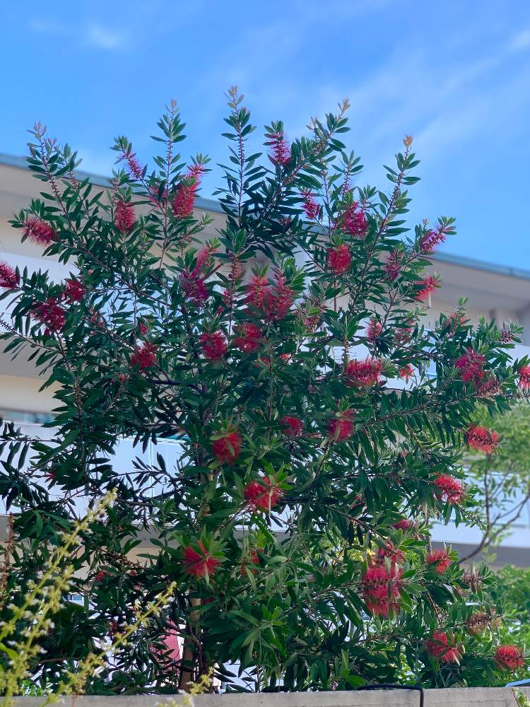 ブラシの木の投稿画像 By ままちゃんこさん 開花と晴れの日とオーストラリアンプランツと半日陰とウッドデッキと庭木と今日の花と成長記録と花のある暮らしとオージープランツとgreen Up 19月9月9日 Greensnap グリーンスナップ