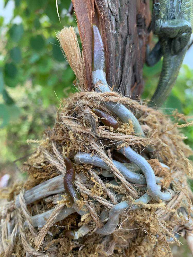 胡蝶蘭 花が終わったその後 Greensnap グリーンスナップ