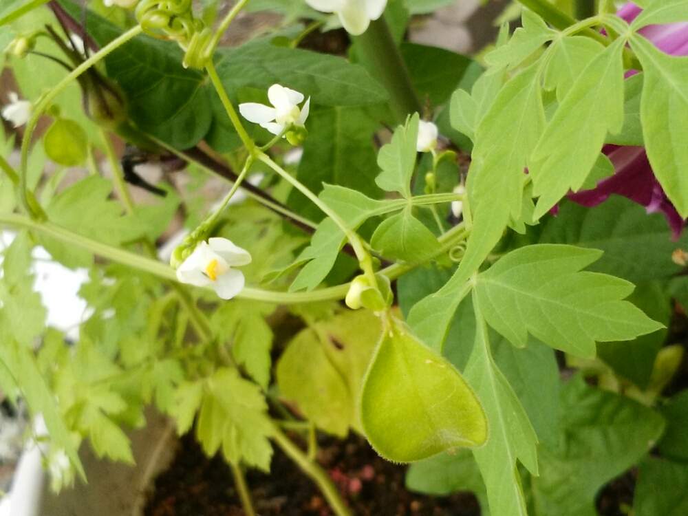 フウセンカズラの投稿画像 By Moonさん 白い花と秋の気配と実がなった 19月9月9日 Greensnap グリーンスナップ