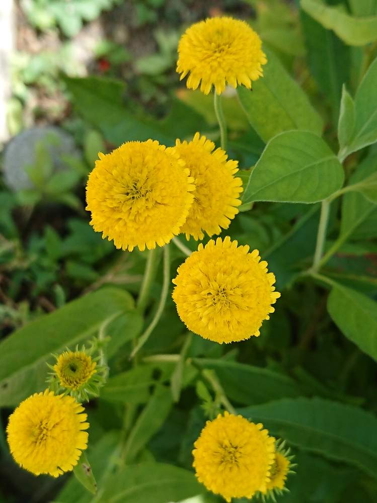 イヌラ 夏小町 の投稿画像 By Miccoさん 庭の花と夏の花と黄色い花と花のある暮らしと庭の宿根草 19月9月9日 Greensnap グリーンスナップ
