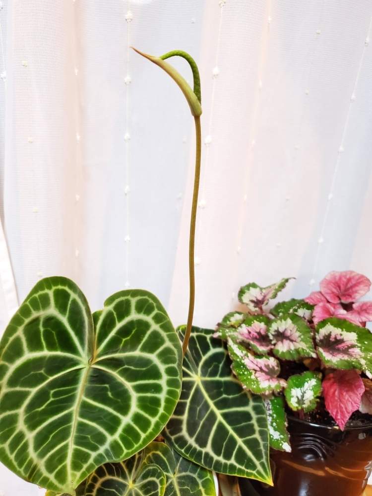 レックスベコニアの投稿画像 By さとさん アンスリウム クラリネルビウムと福岡とアンスリウム と観葉植物とボタニカルライフとグリーン グリーン グリーン と癒しパワーとアンスリウム 原種と植中毒とレックスベゴニア と花のある暮らしといやされるとgreen Up レックスベコニアの投稿画像 By さとさん アンスリウム クラリネルビウムと福岡とアンスリウム と観葉植物とボタニカルライフとグリーン グリーン グリーン と癒しパワーとアンスリウム 原種と植中毒とレックスベゴニア と花のある暮らしといやされるとgreen Up