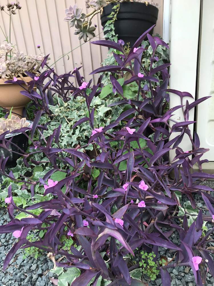 ムラサキゴテンの投稿画像 By Kemikoさん 小さな庭 19月9月9日 Greensnap グリーンスナップ Greensnap グリーンスナップ