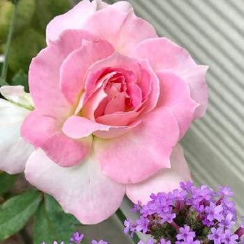 マチルダ薔薇の画像 by Rosemaryさん | 小さな庭とハーブと花のある暮らしとマチルダ薔薇とサンジャクバーベナ。