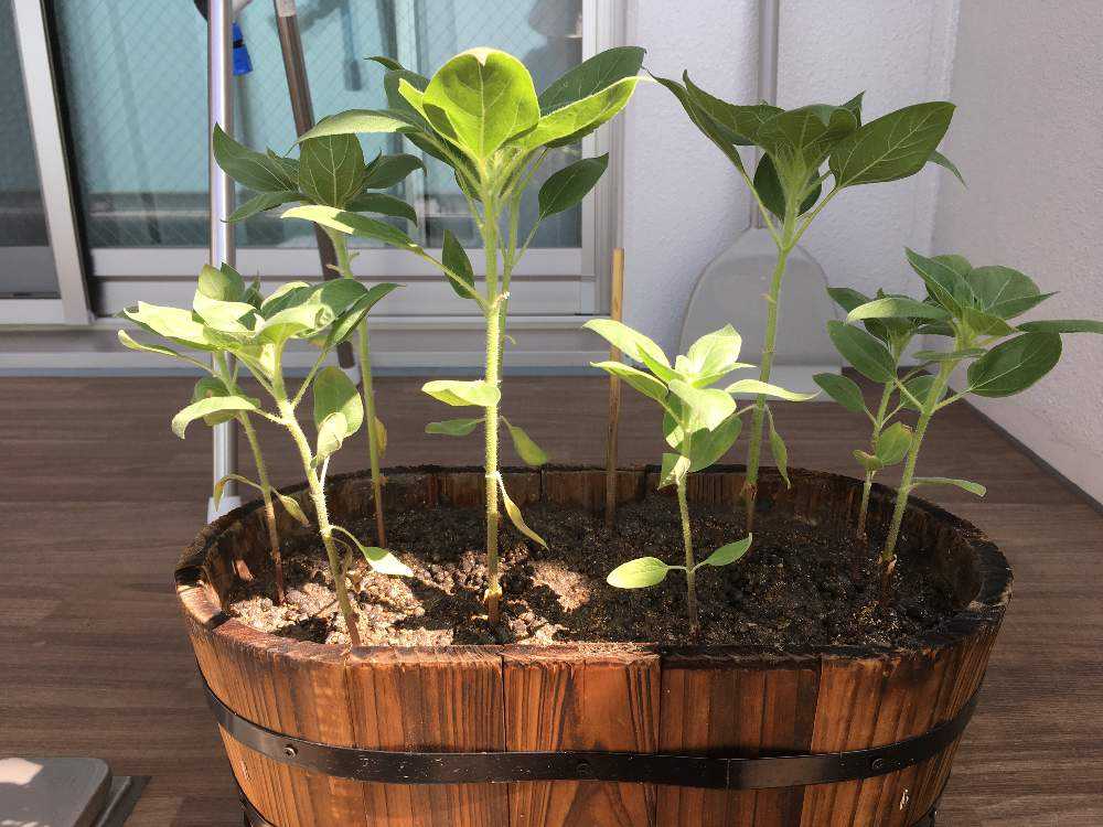 サンリッチひまわり栽培記録2 Greensnap グリーンスナップ サンリッチひまわり栽培記録2 Greensnap グリーンスナップ